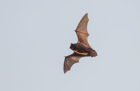 Bat flying