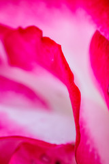 Fototapeta na wymiar Gros plan de pétales de rose