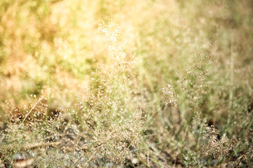 Brown with Green Grass flower