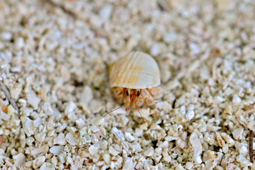 Hermit crab, Polynesia