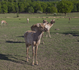 deers on the farm