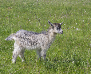 kid on the pasture