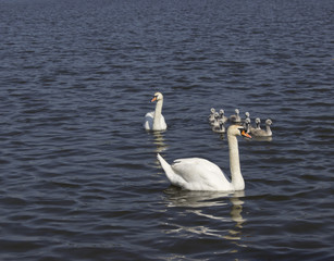 swans family