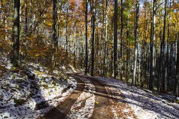 Forest Road with Snow in autumn colors with falling foliage