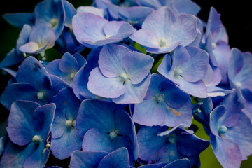 Fleur d'Hortensia bleu