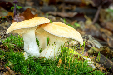 Hydnum repandum. Edible mushrooms with excellent taste