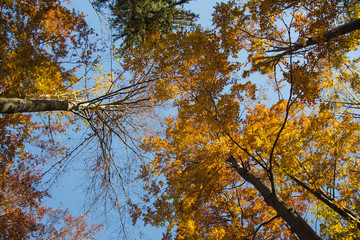 Treetops in Orange Autumn Colors - View From Bellow