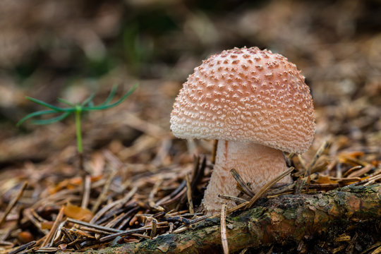Edible mushrooms Amanita rubescens
