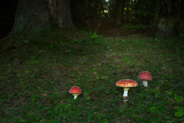 inedible fungus Amanita muscaria