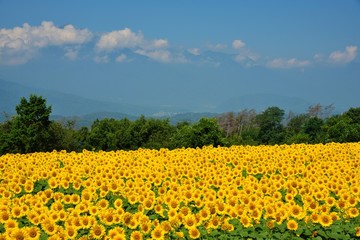 明野のひまわり畑