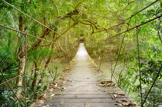 Fototapeta Old wooden suspension bridge with rope for walking across river in the rainforest of Khao Yai National park. Thailand. 