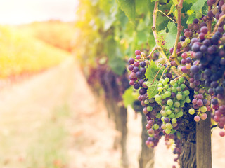 Bunches of cabernet sauvignon grapes growing in a vineyard in Bo - obrazy, fototapety, plakaty