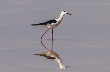 Black-winged stilt in wetlands, Andalusia, Spain