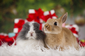 
Little bunny,Funny rabbit on Christmas background