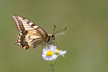 Papilio machaon - Swallowtail on white Flower with blur Backround