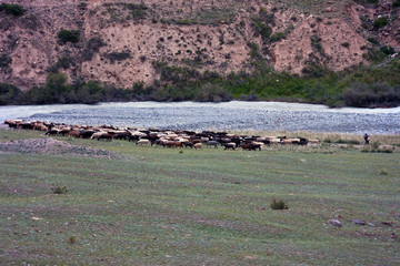 Flock of sheep with a shepherd returns from mountain pastures