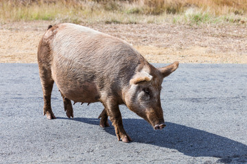 big pig walking on road