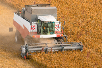 Combine harvester harvest ripe wheat on a farm