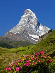 Deurstickers Matterhorn Zwitserse schoonheid, Matterhorn en bloemen, Zermatt, Wallis, Zwitserland, Europa