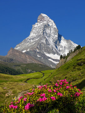 Swiss beauty, Matterhorn and flowers, Zermatt,Valais,Switzerland,Europe