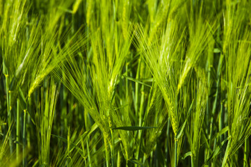 Fototapeta na wymiar close up of fresh green barley
