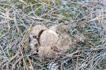 Small edible mushroom greasers under forest needles.
