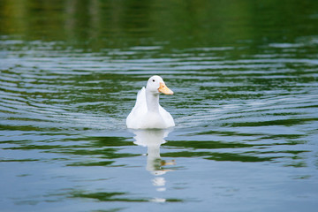 white duck on the water 