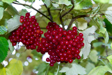 branch of red viburnum in the garden. Bright red viburnum bunches in the autumn garden. Collection of raspberry harvest.