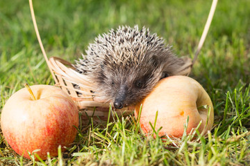 Hedgehog with Apple in the grass