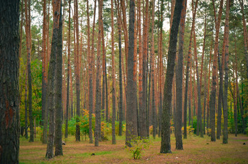 Beautiful autumn park in Kyiv, Ukraine