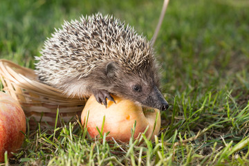 Hedgehog with Apple in the grass