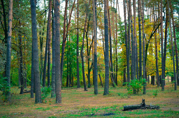 Fototapeta premium Beautiful autumn park in Kyiv, Ukraine