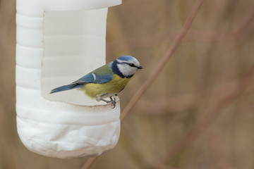 Portrait of a blue tit