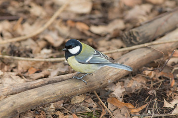 portrait of tit