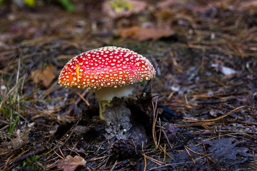 Amanita mushroom