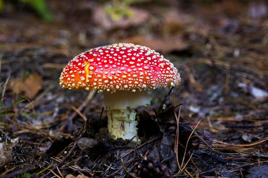 Amanita mushroom