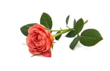 Fototapeta premium beautiful rosette isolated
