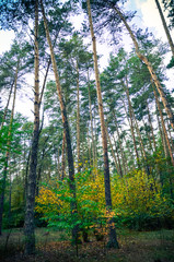 Beautiful autumn park in Kyiv, Ukraine