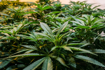 Cannabis plants indoor garden