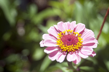 Obraz premium Flower