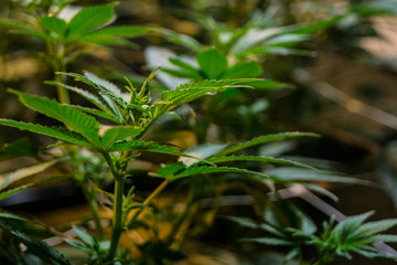 Cannabis young plant indoor garden close up 