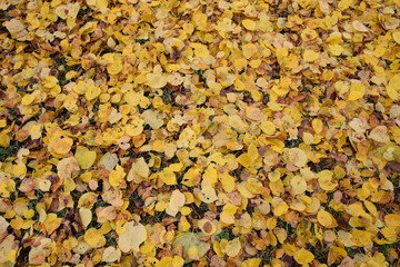 Gelbes Herbstlaub als Hintergrund