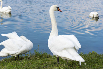 image of the lake and swans background