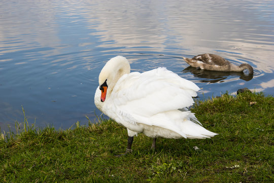 image of the lake and swans background