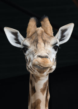 Smiling Giraffe