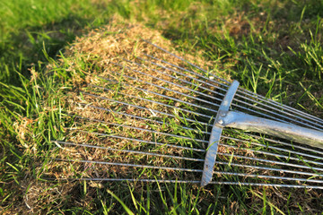 Dethatching lawn with a lawn rake in the spring garden