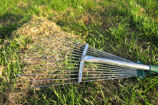 Dethatching lawn with a lawn rake in the spring garden