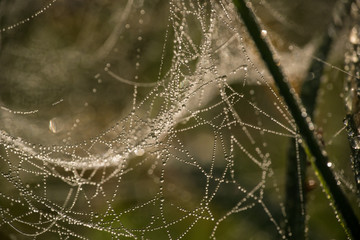 Spinnennetz im Morgentau - Altweibersommer 