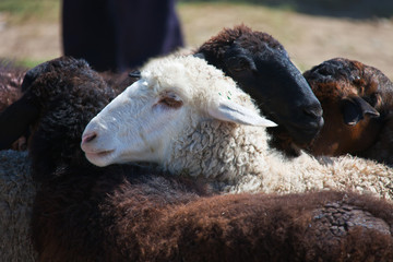 Head of white sheep on a background of black sheep