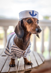 Red dachshund dog with gray shirt